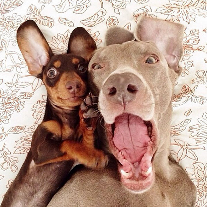 22 Funny Animal Selfies - But when the weekend is almost here, it's all smiles.