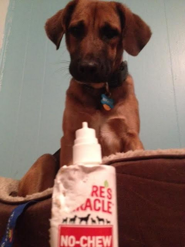 22 Ironic Pictures - So much for 'no-chew.'