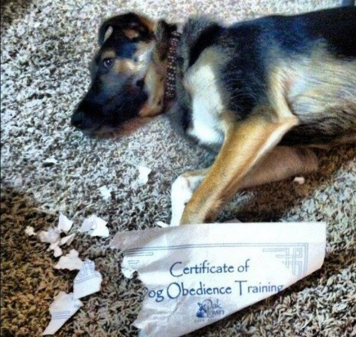 22 Funny Examples of Irony - The training worked well!