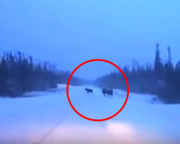 He Notices THIS While Driving on a Snowy Highway. When He Slows Down, He Can’t Believe His Eyes!
