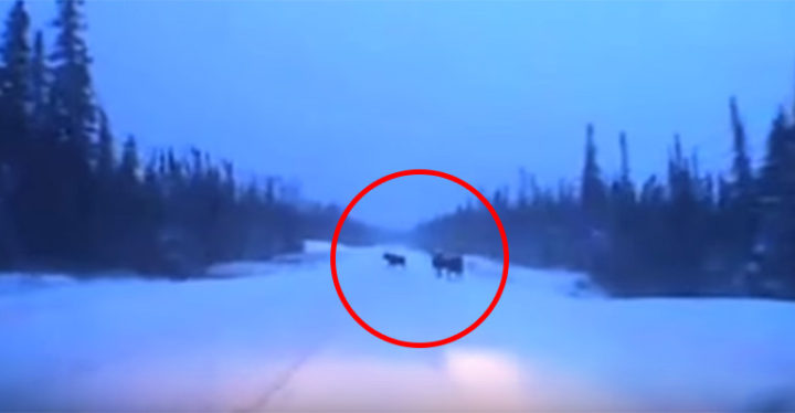 Driver in Hornepayne, Ontario Narrowly Avoids 4 Moose.