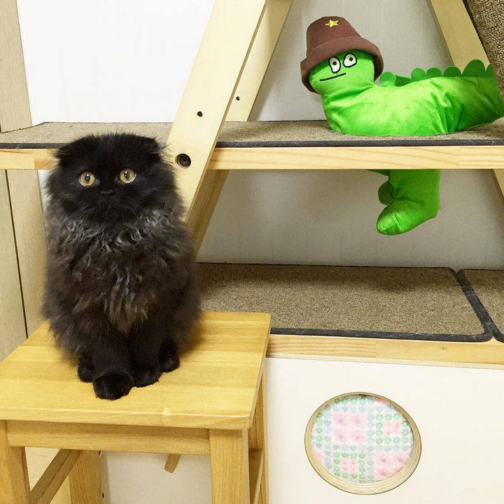 Meet Gimo the cat! He is taking over the internet with his big, beautiful eyes.