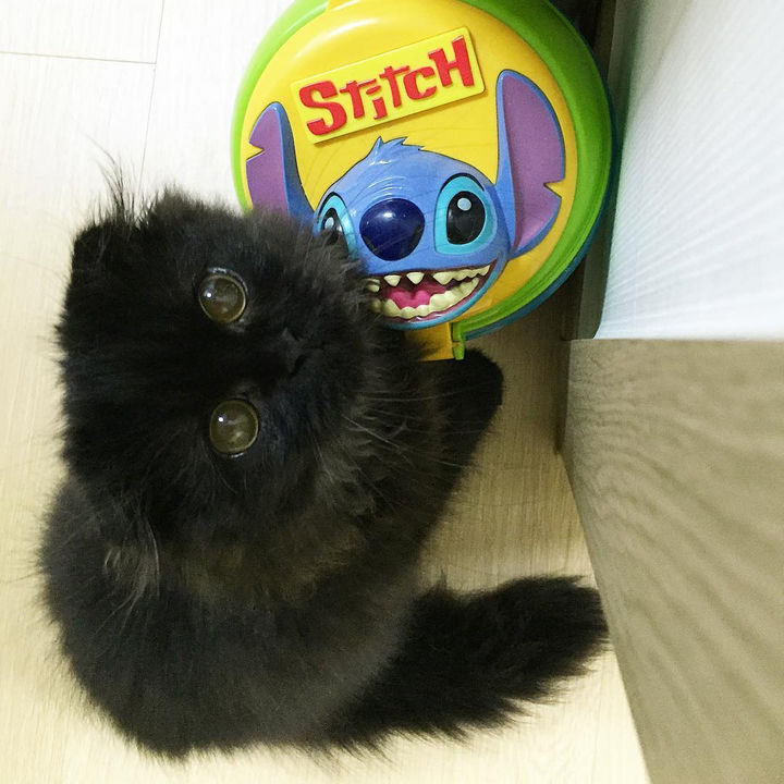 You'll fall in love with Gimo as he stares at you with his big, bold eyes.