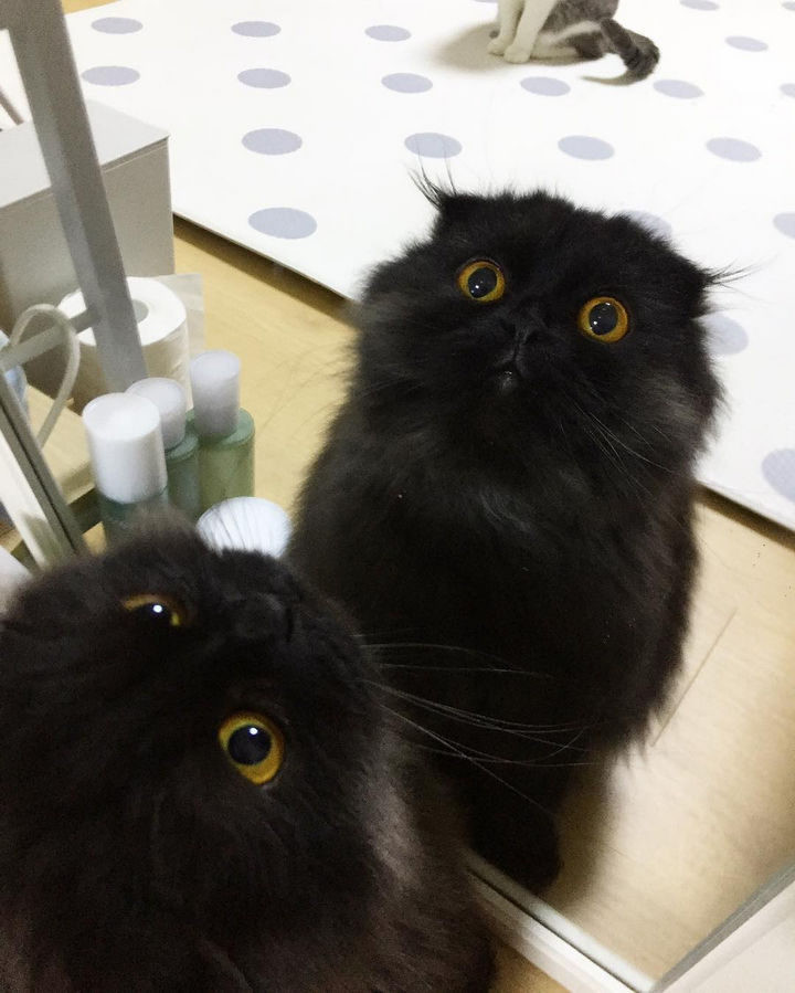 Cat eyes are always beautiful too look at but Gimo's eyes are on a whole different level of gorgeousness!