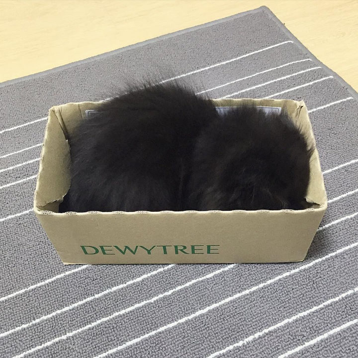 All this attention has made Gimo a little shy!