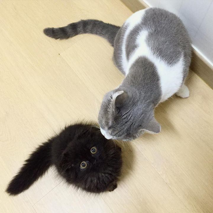 Gimo gets a lot of attention (and kisses!) from his other friends too.