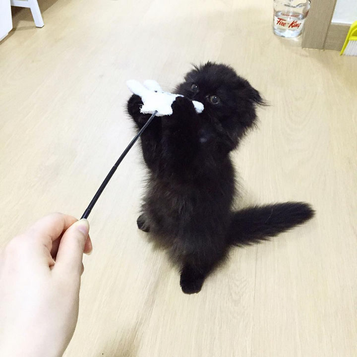 After a restful nap, Gimo likes to play with his human.