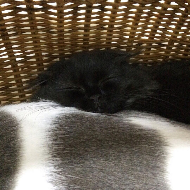 All that playing as made Gimo tired and he is just as cute when sleeping.