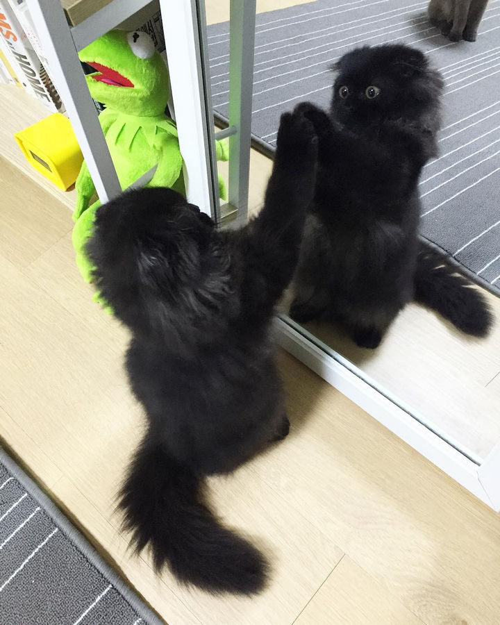 Gimo has a great time with nearly everything does. He knows he is cute and loves admiring himself in the mirror.
