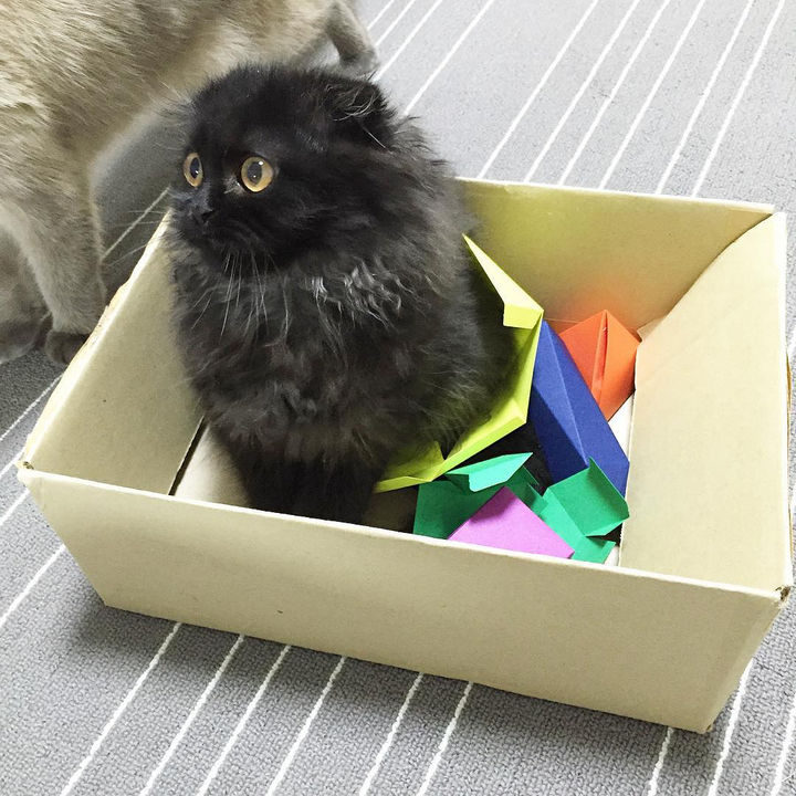 As you can tell, Gimo has lots of toys and hobbies to keep him busy.