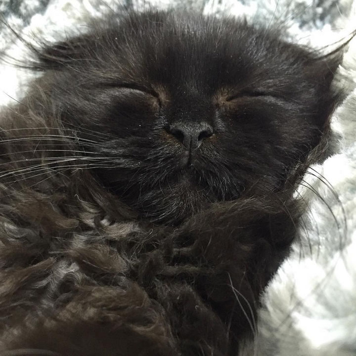 Gimo is probably dreaming of what he's going to do next!