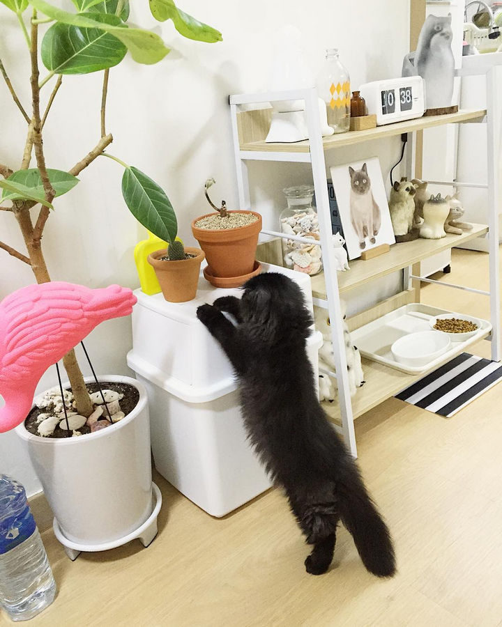 Gimo is a curious little guy and loves taking care of his plants.