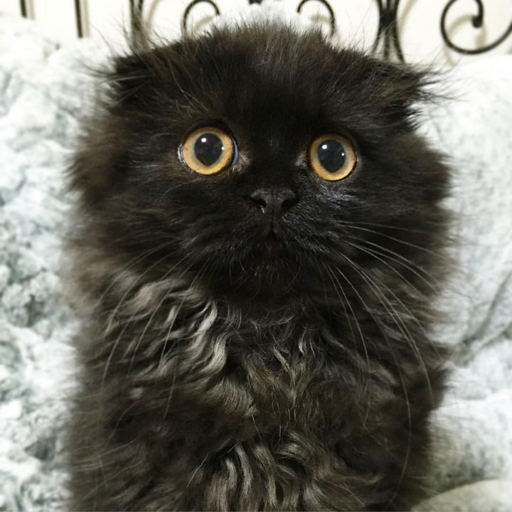 Gimo has the cutest facial expressions too!