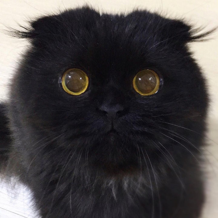 Gimo the Cat Will Mesmerize You With His Big, Bold Eyes!