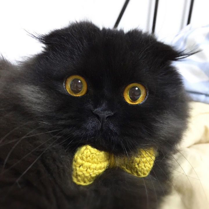 Gimo looks dapper with his cute yellow tie and he invites you to follow him on Instagram for more great photos.