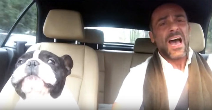 Junior the Bulldog Sings Diamonds Cover With His Human in the Car.