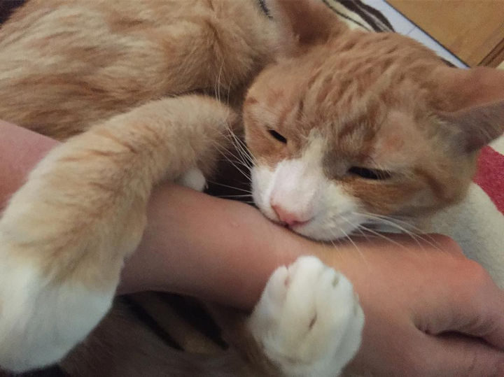 This cat was found around Bronx Park in New York and was brought to a shelter.