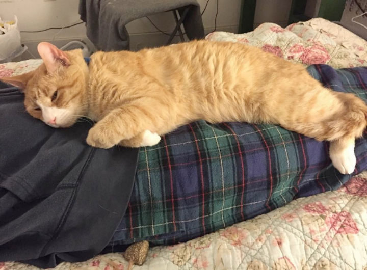 He was emaciated and labeled 'unadoptable' and was put on a list to be euthanized.