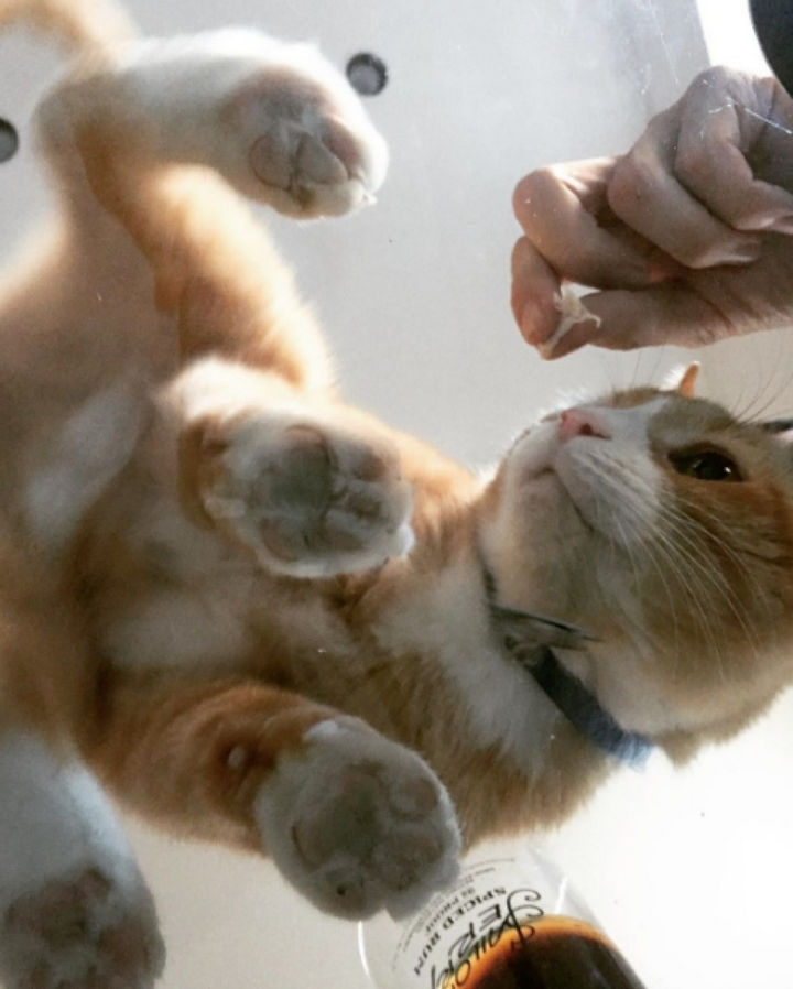 When a loving couple, Danny and Hannah, heard about a cat at a local shelter that was to be euthanized, they adopted it.