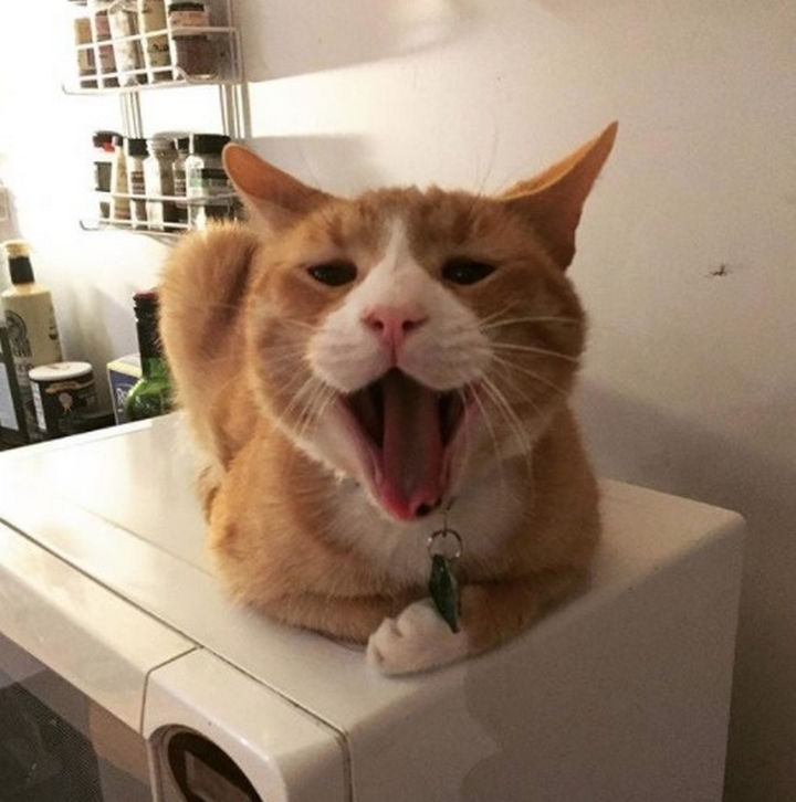 When they adopted him, they named him JJ Swattington.