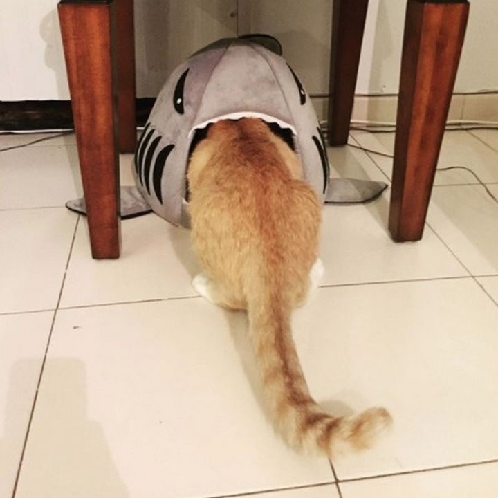 They fed him healthy food and he quickly began to regain his health.