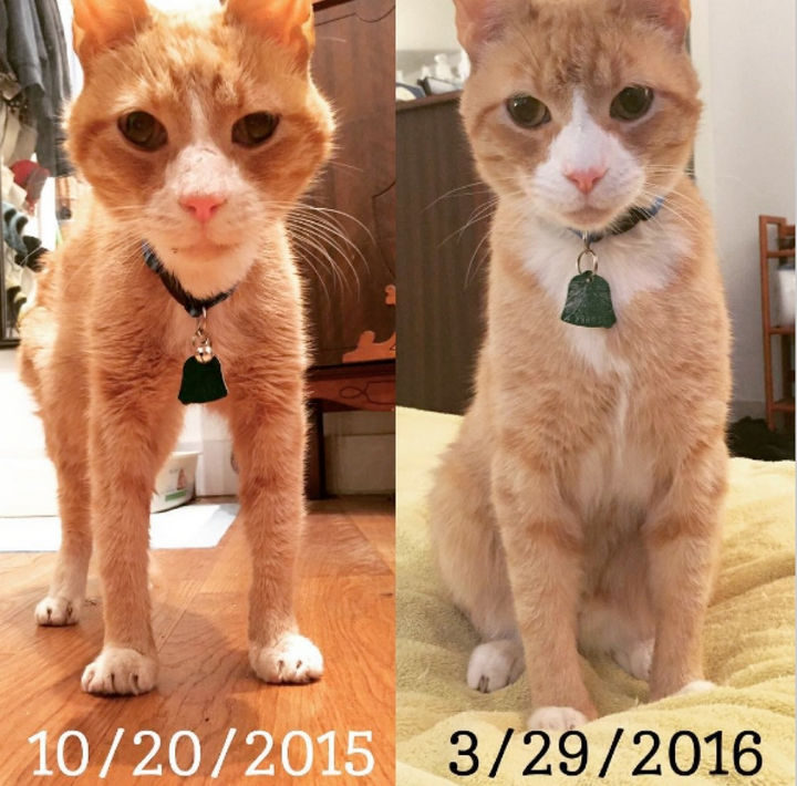 Within 6 months, you can immediately notice how happier JJ Swattington is with his new family.