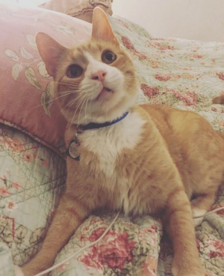 Danny and Hannah are proud of their little JJ and how much progress he has made since his adoption.