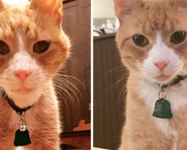 Couple Saves an Emaciated Cat From Being Euthanized. His Transformation Is Heartwarming…