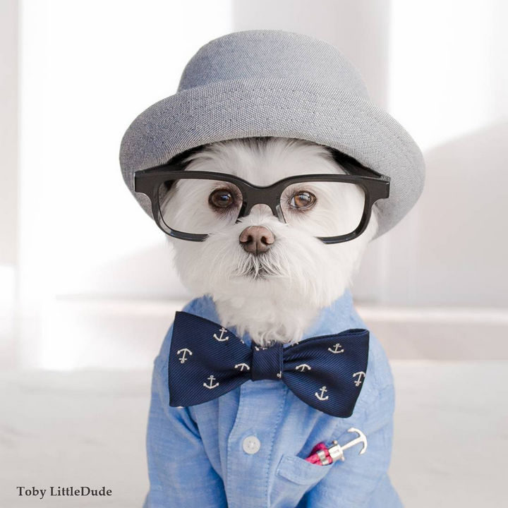 Toby LittleDude is rockin' the bow tie with style!