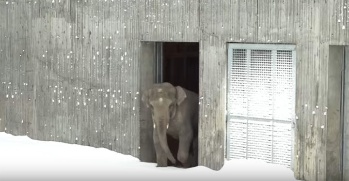 Oregon Zoo Animals Have a Blast Playing on a Snow Day