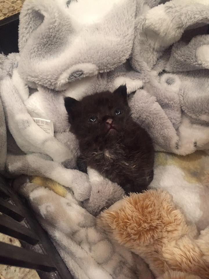 This tiny kitten was rescued after surviving 3 days without food or water.