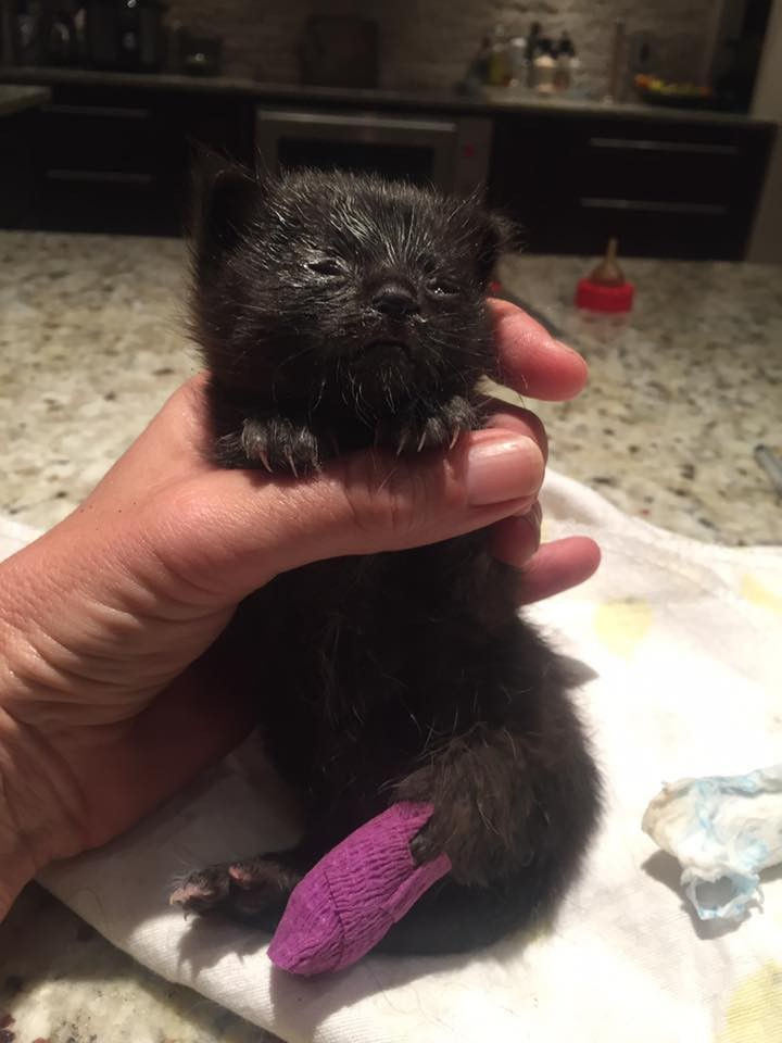 Unfortunately, two kittens had already passed away but they did find a third kitten with an injured paw clinging to life.