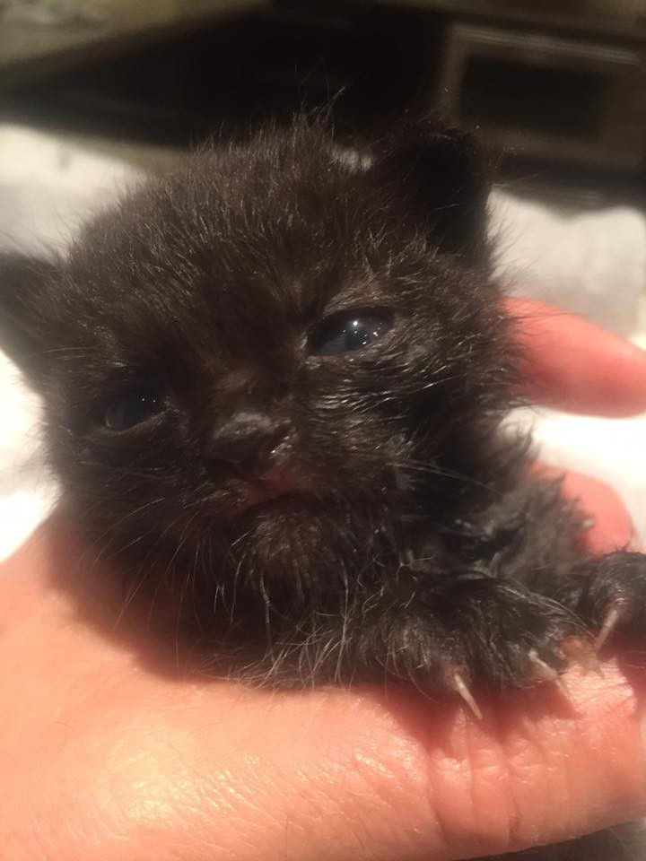 A staff member named Rob said, "We were amazed that not having had food or water for at least 3 days as well as having a severely injured paw, he was still able to survive and raise the alarm."