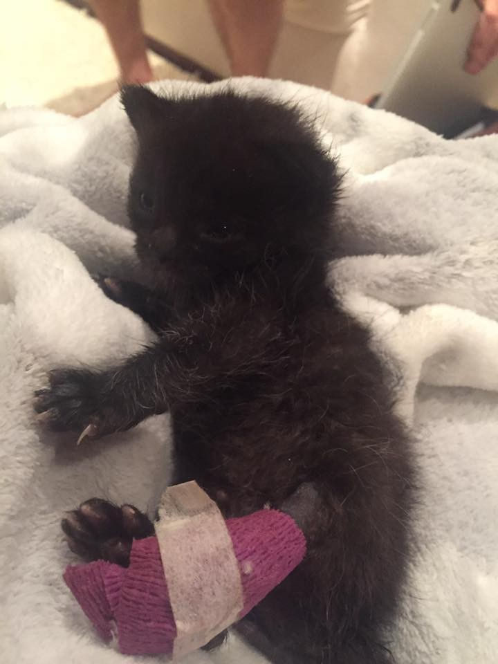 The brave little kitten was kept next to the employee's chest to stay warm and was given water until they could get him medical help. They named him Billy.