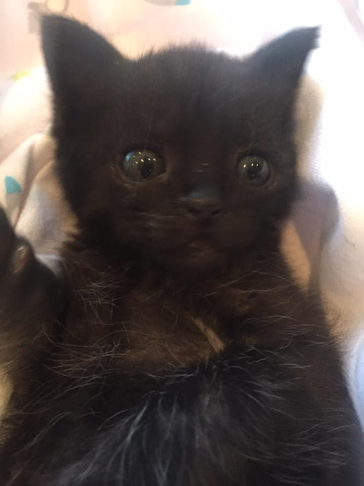 Rob added, "I called my wife, Sue, and told her we needed help urgently. She and our daughter, Louise, quickly arranged to pick up Billy the kitten and delivered him to The Kitten Cottage."