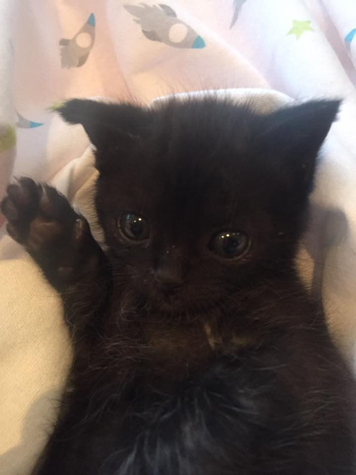Paulette, a foster owner for The Kitten Cottage cared for Billy around the clock. After only 3 days of antibiotics, he was looking healthier already.