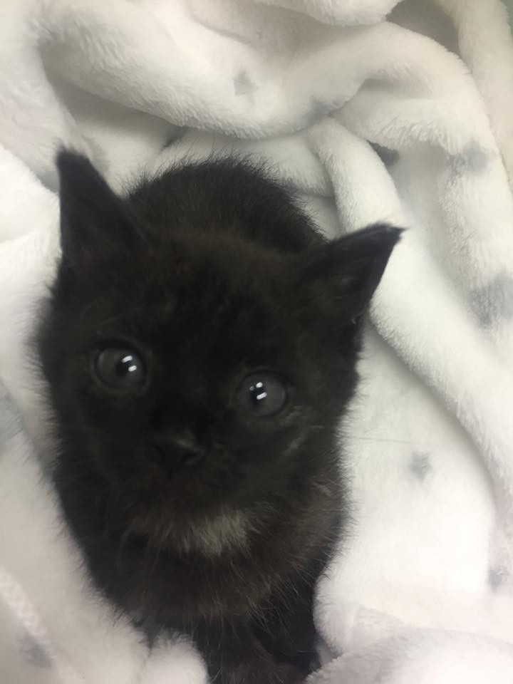 He had to lose his bad paw but that didn't stop him. He quickly adapted to having 3 paws and he got stronger every day.