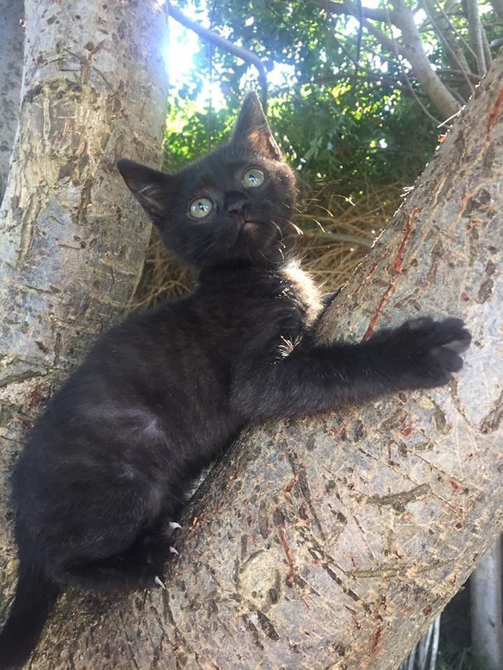 Today, Billy is as happy as ever thanks to the help from the employees that found him and to the staff at The Kitten Cottage.