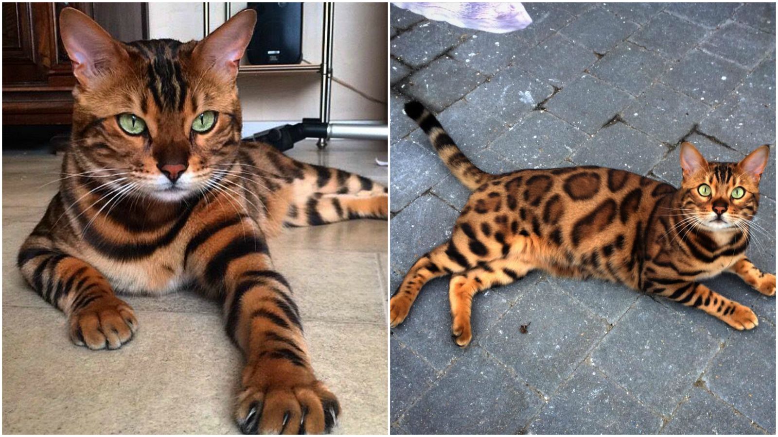 This Is Thor, a Gorgeous Bengal Cat With Purrfect Markings Colored by Nature