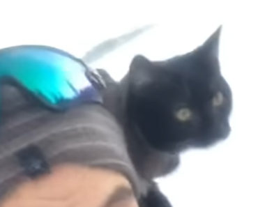 This Cat Loves Sledding With His Human. He Probably Sleds Better Than You!