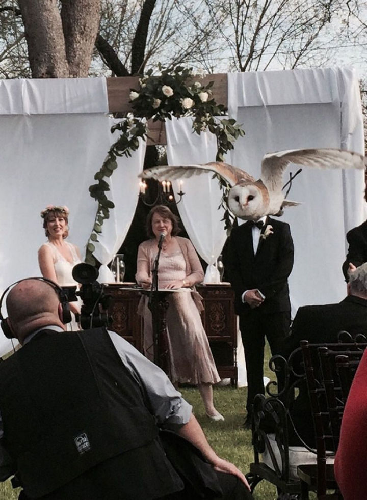 perfectly timed photos of an owl photobombing a wedding.