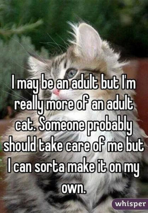 23 Funny Adult Quotes You Ll Relate To If You Think Adulting Isn T Easy