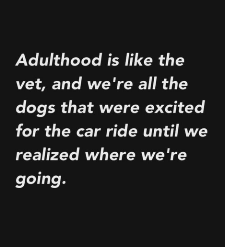 "Adulthood is like the vet, and we're all the dogs that were excited for the car ride until we realized where we're going."