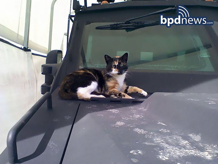 Four years ago, a stray calico feline showed up at the Boston Police Swat Team headquarters and never left. The officers appropriately named her 'SWAT cat' but could never get her to stay inside.