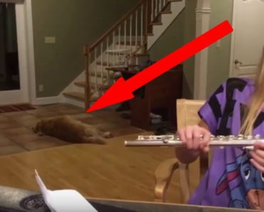 A Girl Practices Her Flute. Now Watch What the Dog Does…Hilarious!