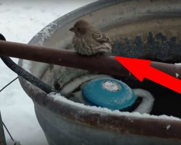 Man Finds Bird With His Feet Frozen to a Pipe. What He Did Next Warmed My Heart…