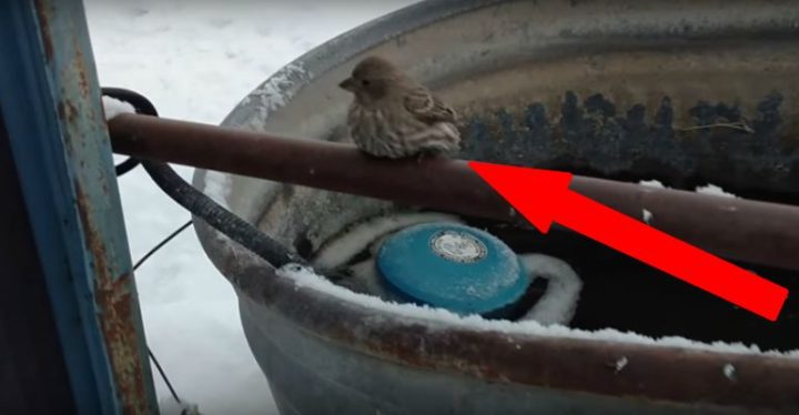 Older Man Rescues Tiny Finch Bird Frozen to a Metal Fence Pipe.