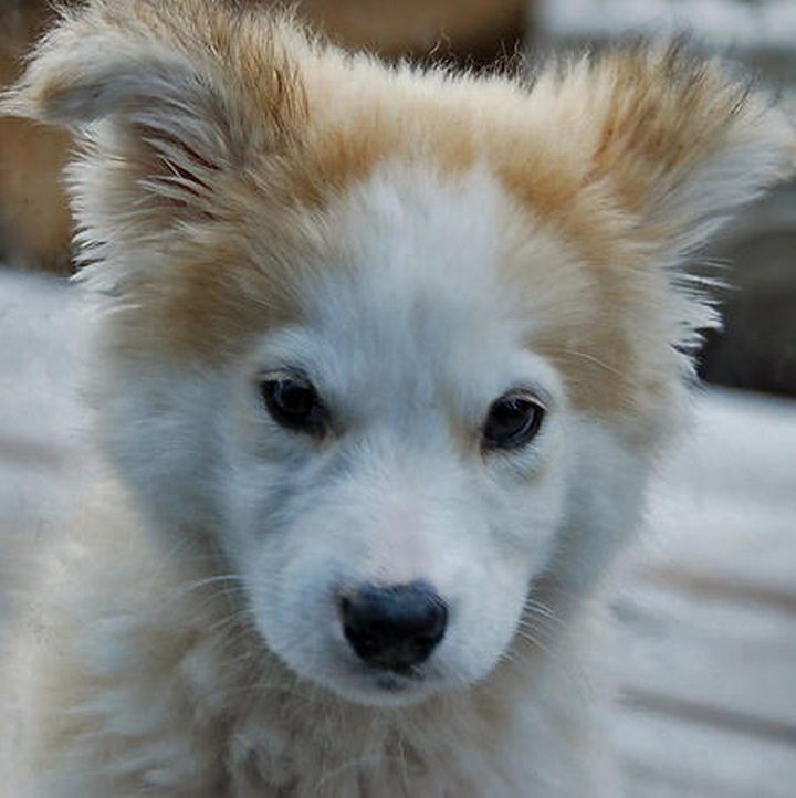 Phoebe Is A Rare Husky Golden Retriever Mix And Shes 100 Adorable