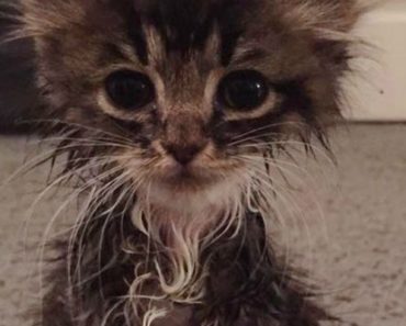 This Kitten Was Born Without Elbow Joints. Today, She’s All Grown up and Beautiful as Ever!
