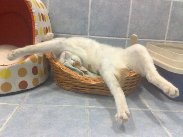 23 Amusingly Lazy Cats - "If it fits, I sits...or sleep."